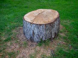 Best Leaf Removal  in Somerset, MD