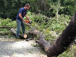 Trusted Somerset, MD Tree Removal Experts