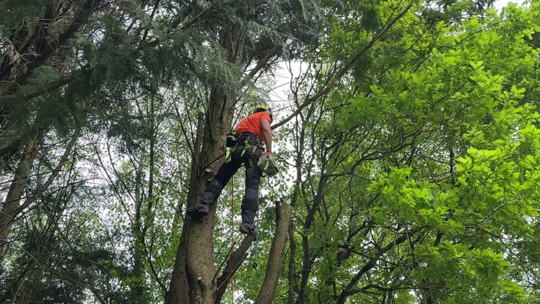 Best Hazardous Tree Removal  in Somerset, MD