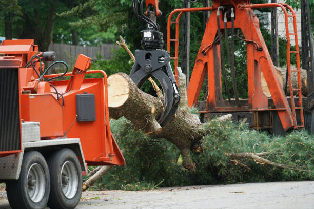 Best Tree Cabling and Bracing  in Somerset, MD